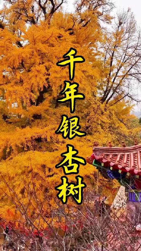 #大眼去旅行[超话]#  藏在大山深处