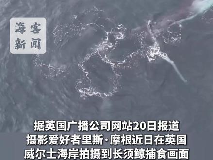 无人机航拍长须鲸捕食罕见画面：张口吞下数十吨水 四周海豚跃出水面