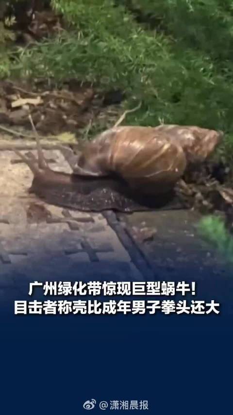 #女子拍下骇人巨型蜗牛引热议# 这真的太恶心了 有什么解决办法吗？