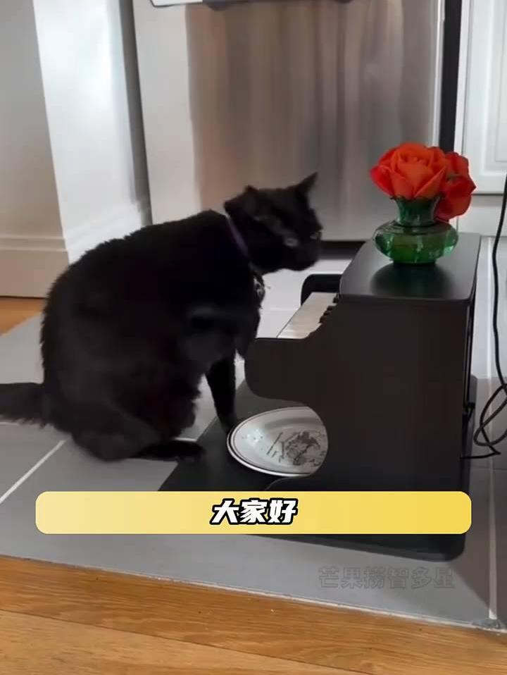 小猫我呀凭本事吃饭捏