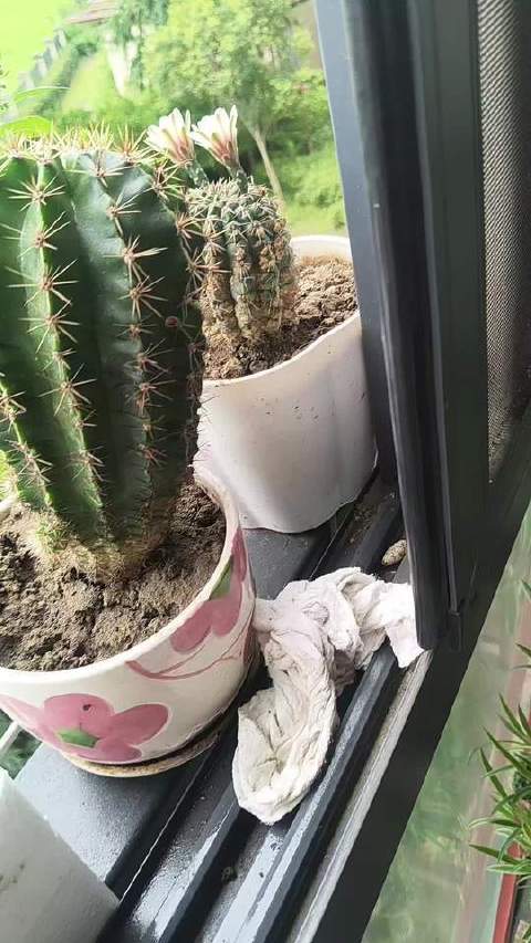 阳台上的辣椒悄然结果，窗台边的仙人掌静静守候