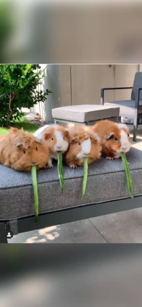 哈哈哈哈哈(ins：Instagram)...