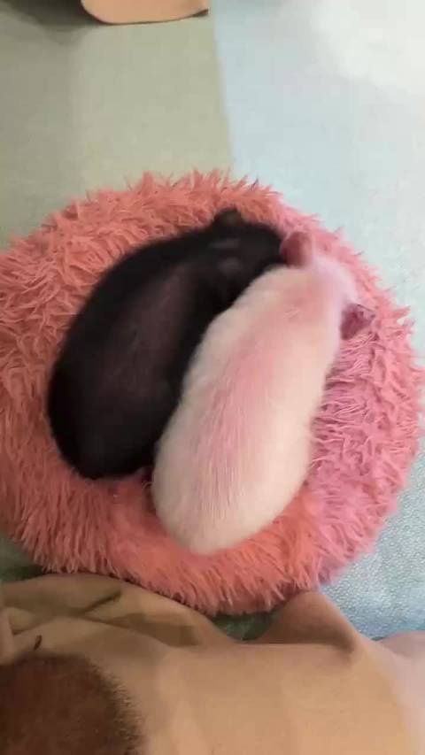只看背影就能猜出正面的绝萌容颜