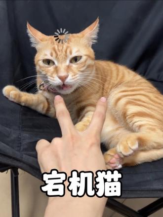 卡机猫“包被”动不动就宕机，眼神清澈没有任何智慧可言