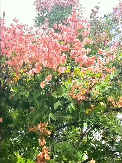 今天寒露，寒露至，秋意深，露冷将凝霜，愿岁岁安康​ 寒露是秋的转折点，露水不再只是微凉，带着清寒，近