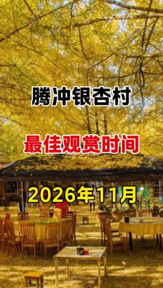 腾冲银杏村最佳观赏时间