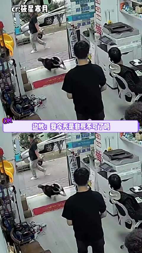 #狗狗误以为主人买了一捆揍它的棍子#这段萌宠视频笑翻网友！主人带回家一捆长管材，狗狗看到瞬间紧张，以