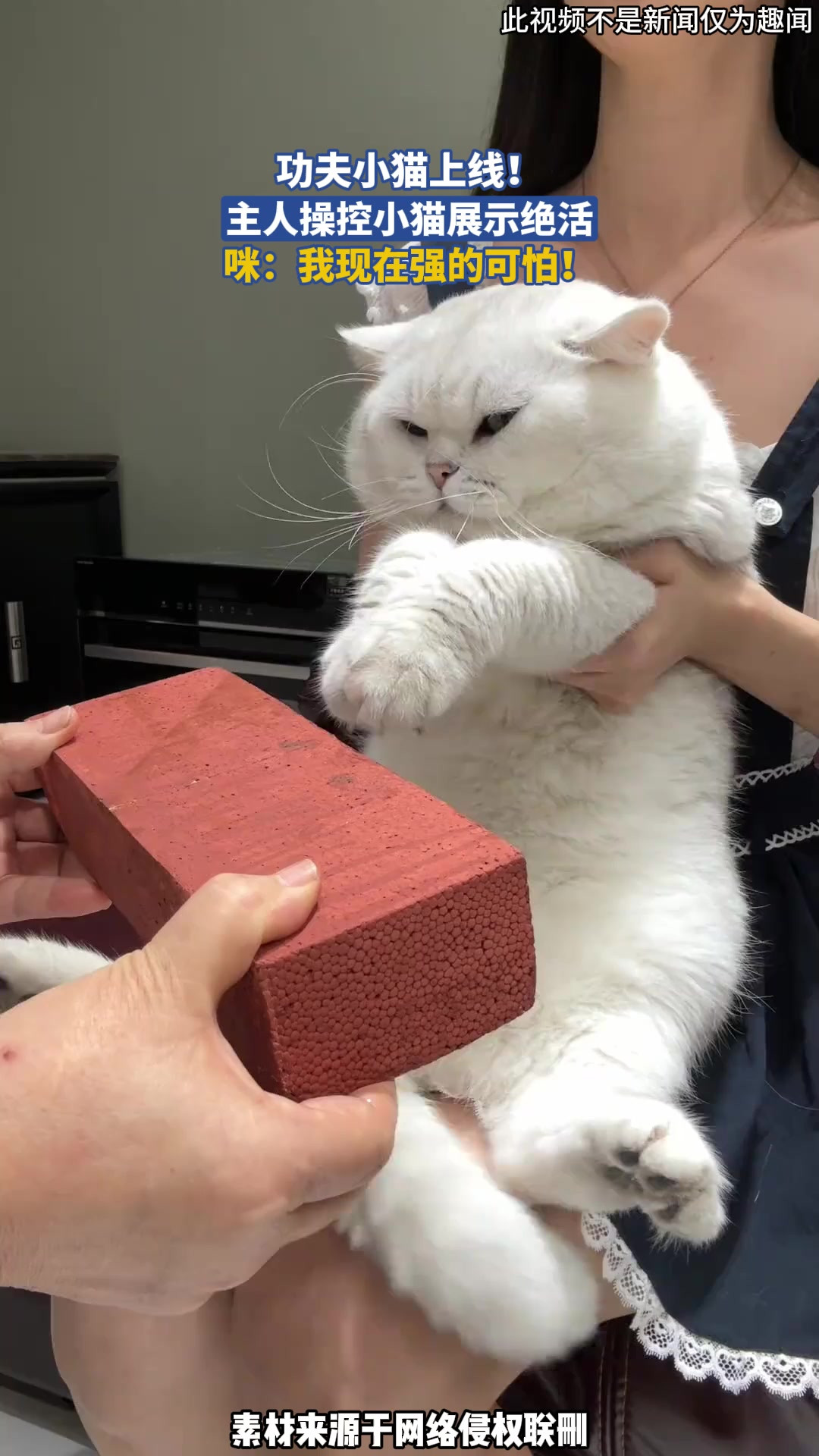 功夫小猫上线！主人操控小猫展示绝活，咪：我现在强的可怕！