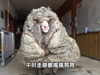 绵羊出逃6年，竟拖着54斤羊毛回家，跪求主人剪毛