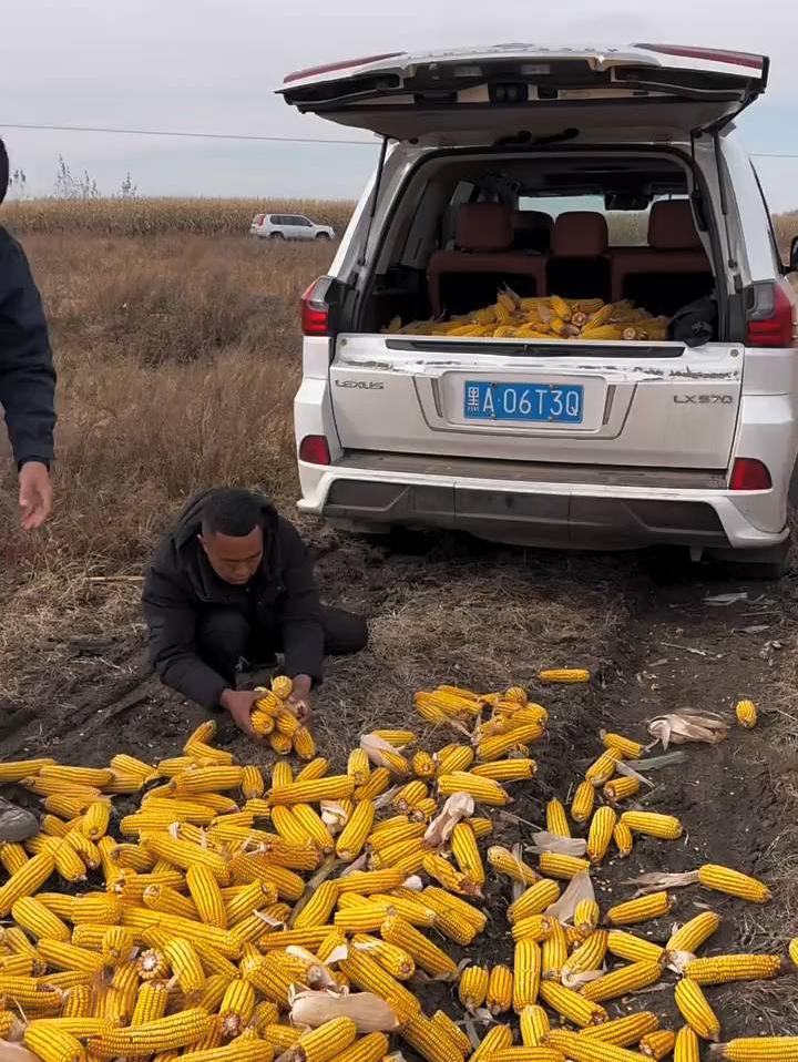 沿路捡的苞米太多，往吉普后备箱装都盛不下，这车哪装得动❗