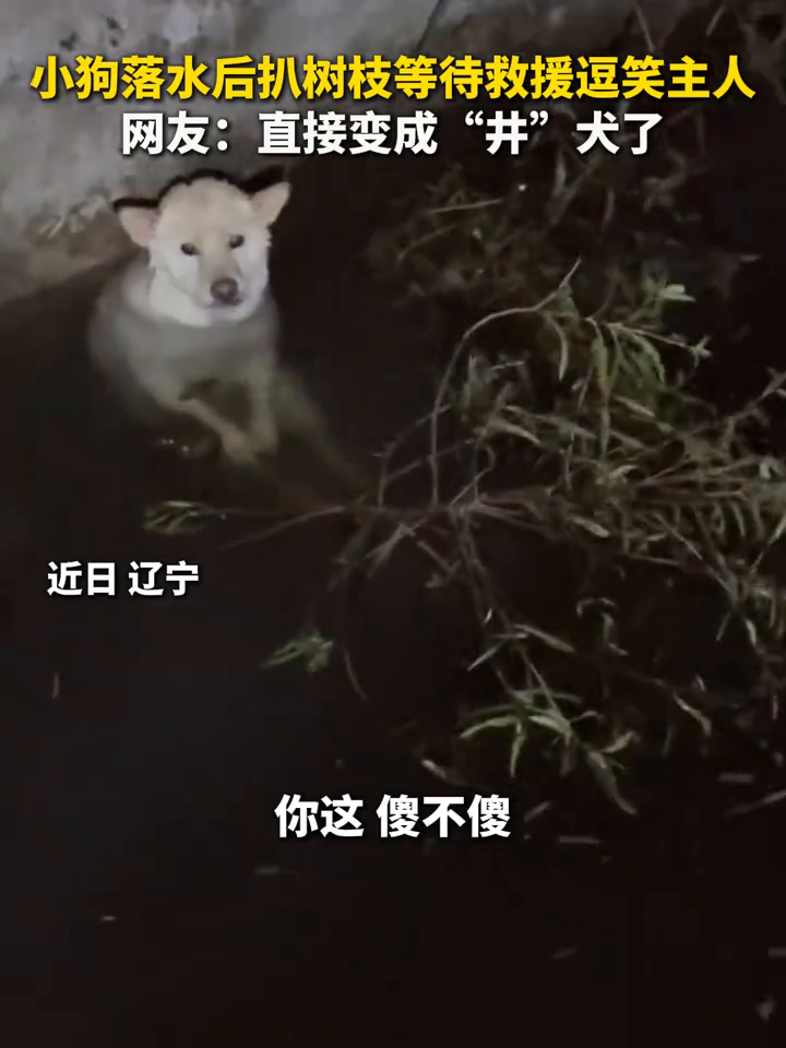 小狗不慎落水，扒着井中的小树枝等人来救