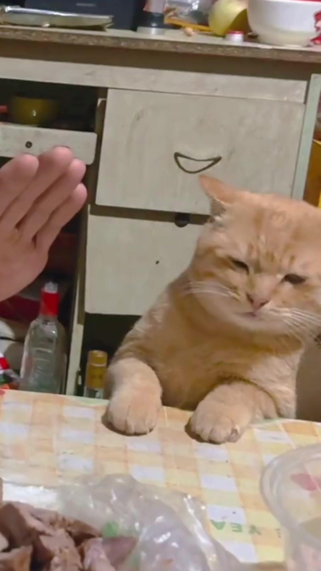 橘猫刚有点想吃肉的表示，就被大爷一个抬手制止了，网友：给孩子倒一杯酒吧，看把它馋的