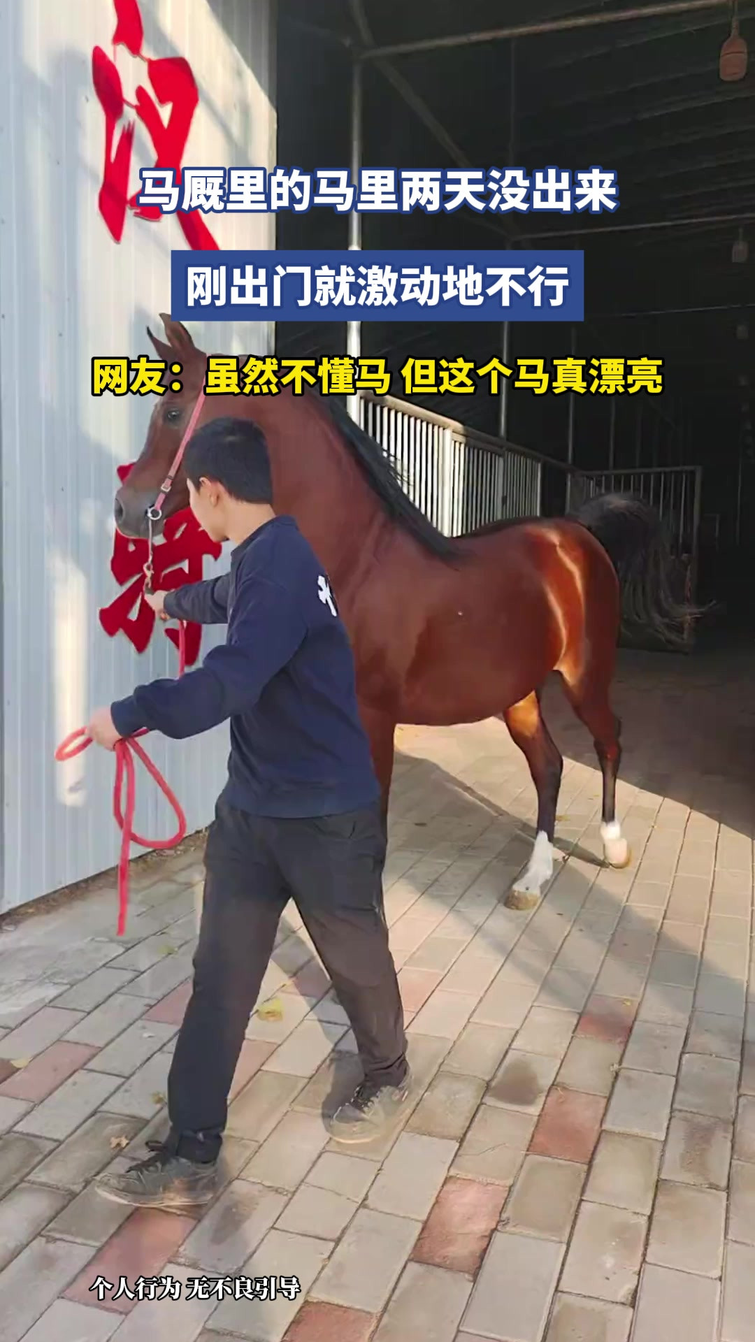 马厩里的马里两天没出来，刚出门就激动地不行，网友：虽然不懂马，但这个马真漂亮