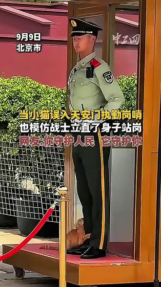 小猫在兵哥哥的脚下找到了安全感。