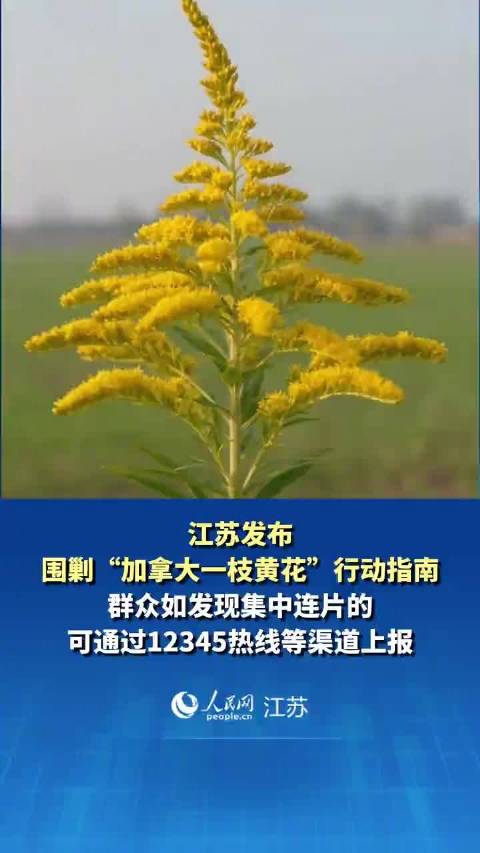 【#江苏发布围剿加拿大一枝黄花指南#】‌10月中下旬‌，‌江苏省自然资源厅发布围剿‌加拿大一枝黄花‌