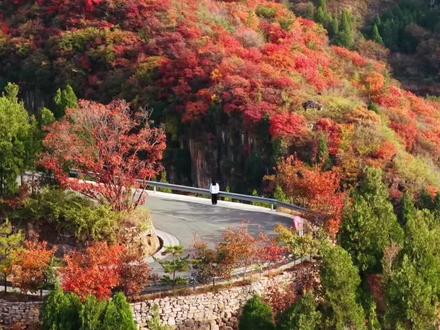 万亩红叶铺展成一幅壮阔的丹彩画卷，吸引众多游客登山打卡，受气温降水影响，今年红叶季提前到来。