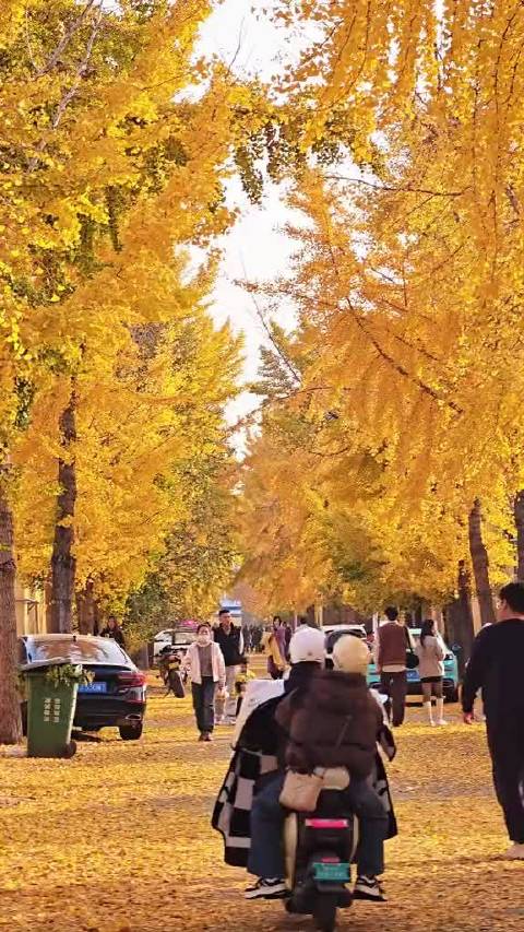 #大眼去旅行[超话]#  开始期待潍坊军埠口的银杏林🍂等满街金黄，落叶铺成金色大道，潍坊老乡，约好一