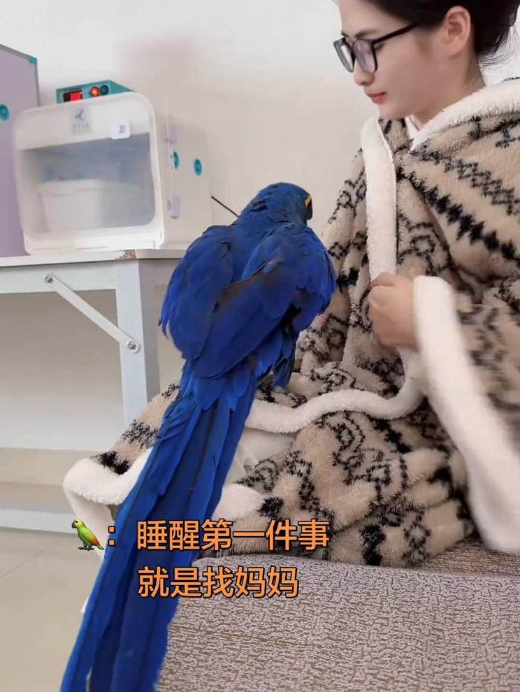 黏人的鹦鹉。
