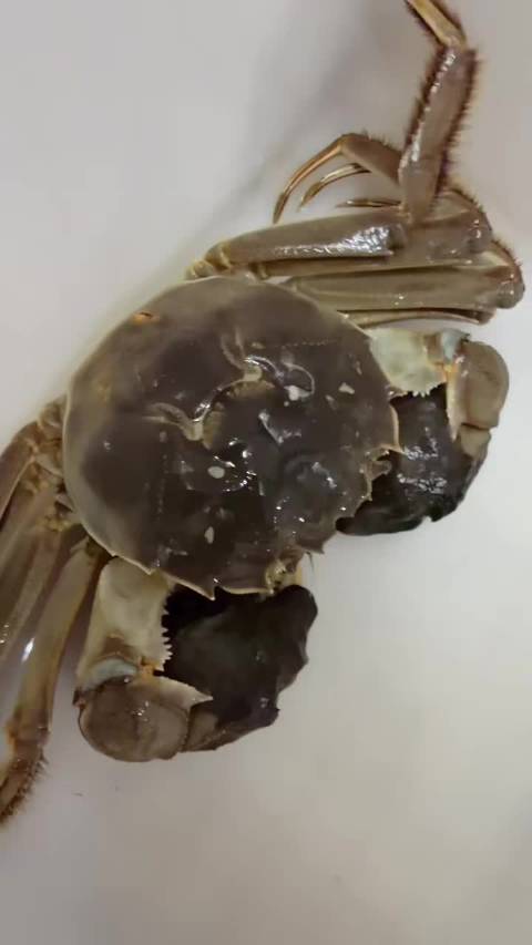#阳澄湖大闸蟹# 所有人[手指比心]晚安我要卖蟹加仓，想吃的找我，别舍不得买生活里缝缝补补，股市里挥