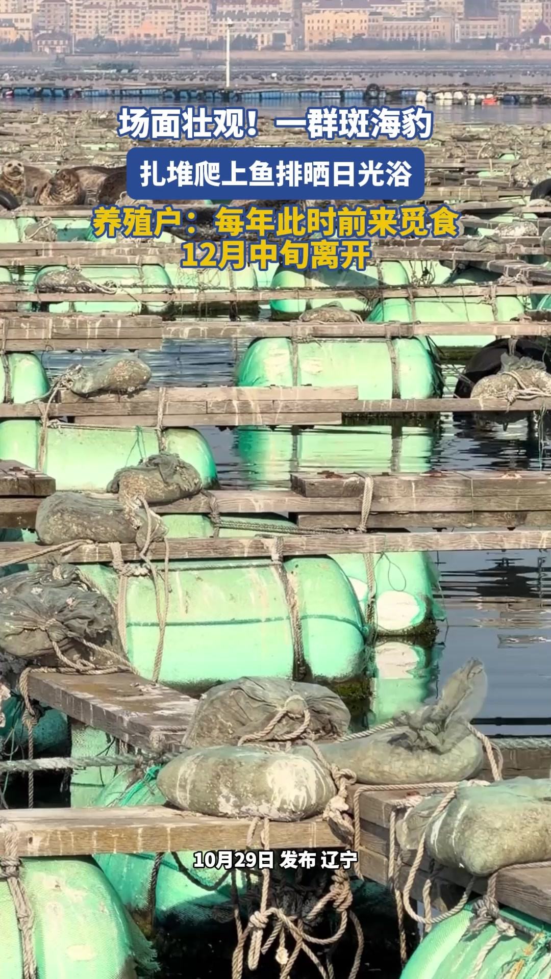 场面壮观！一群斑海豹扎堆爬上鱼排晒日光浴，养殖户：每年此时前来觅食，12月中旬离开