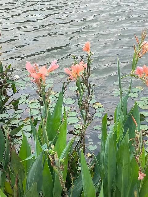 #一分钟精选视频扶持计划#  转眼已是秋日，草木渐渐染上秋意。 湖边的美人蕉却不曾凋零，依旧热烈肆意