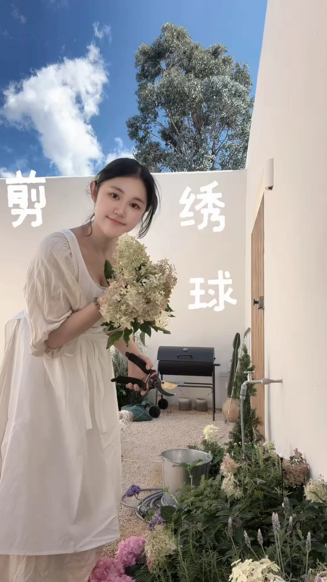 跟我一起在院子里沉浸式剪绣球吧
