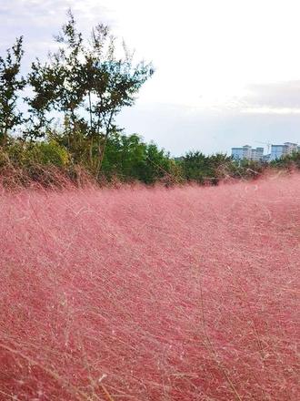在孟津新区偶遇粉黛花花海🌸 从这片花海路过，沾了满溢的粉红情绪！