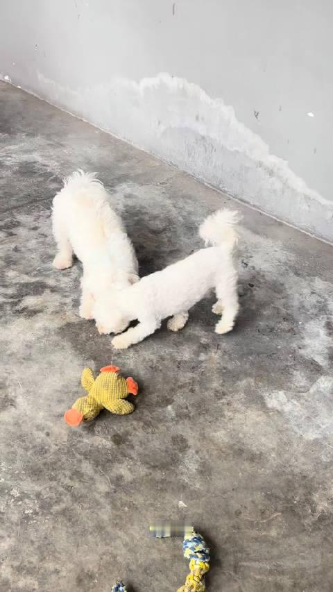 纸盒抢夺赛！最后留下一地狼藉给我