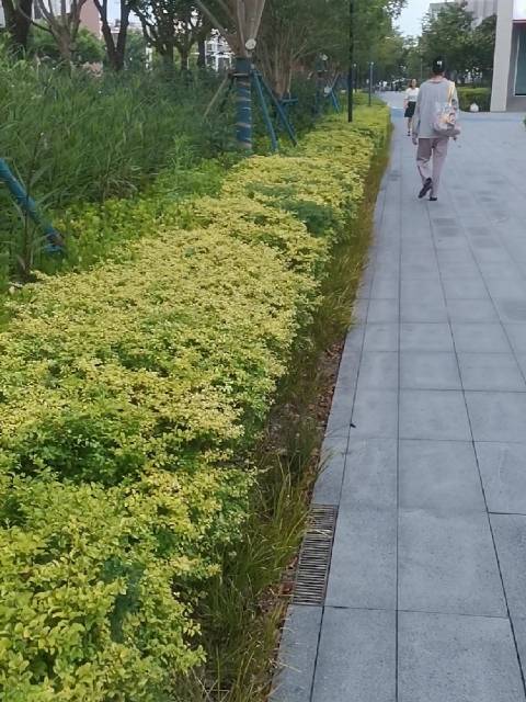 #一分钟精选视频扶持计划#走在马路边上，这个时候快要下班了，路上陆陆续续的人