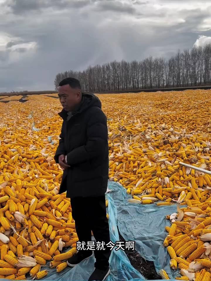 刘辉在地头着急提醒：别钻拖拉机底下捡苞米，太危险❗