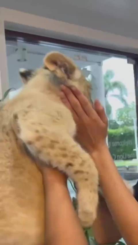 再威风的大猫，骨子里也藏着小猫心性