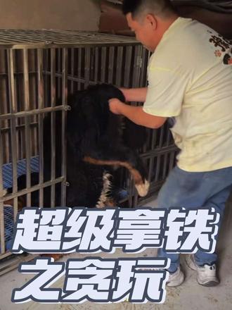 伯恩山拿铁不愧是顶级家庭陪伴犬，因为下雨天，太粘人都不愿意回窝了哈哈