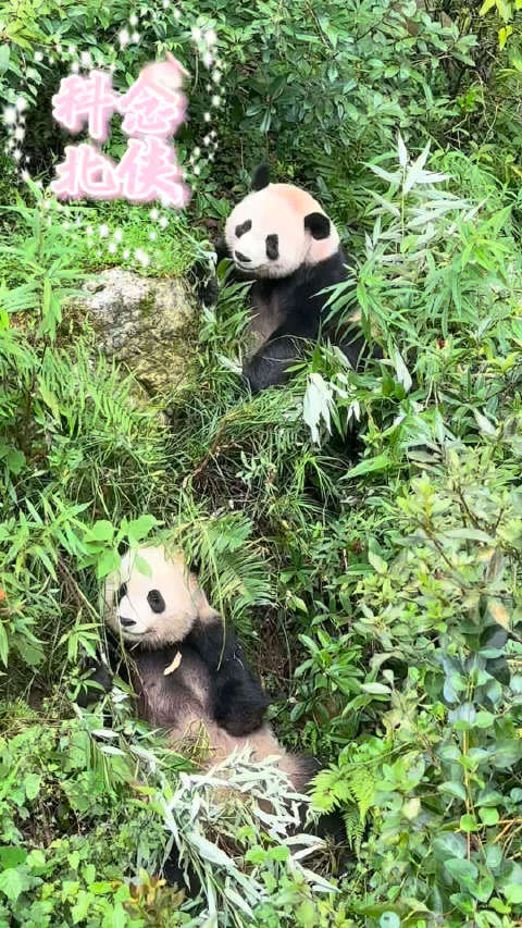 科念：小北，我憨表姐嗦这个院子的水麻好次！北侠：小浜爹不系憨姐的亲弟弟吗？他咋不次
