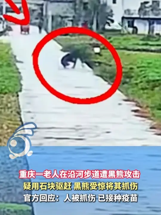 重庆一老人在沿河步道遭黑熊攻击 疑用石块驱赶 黑熊受惊将其抓伤 官方回应：人被抓伤 已接种疫苗