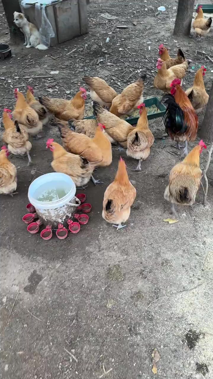 笑死了😂我妈让我发网上谁买啊🙈🙈……