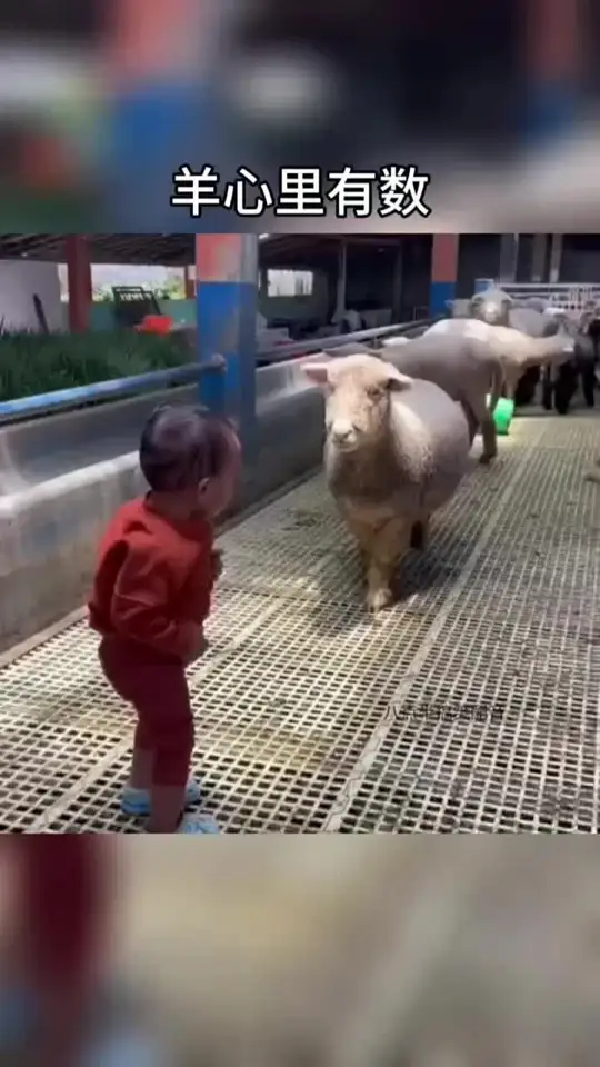 羊心里有数