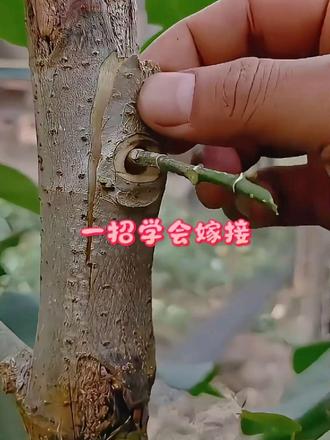 一招学会嫁接 超简单嫁接技术分享，一步一步实操演示，园艺爱好者必学