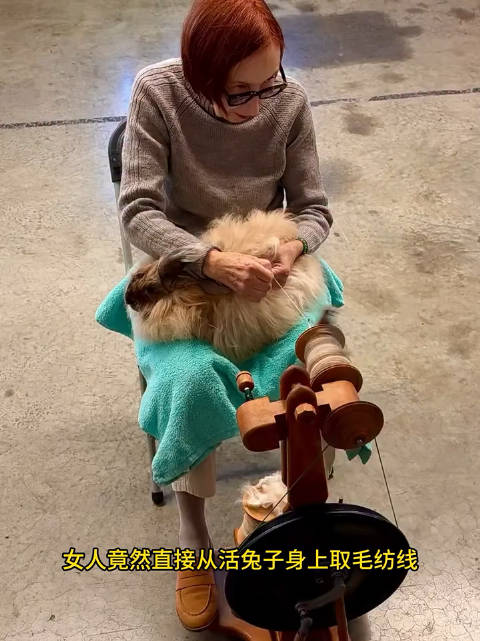 活兔取毛纺线？没想到兔子居然这么享受还以为会用痛呢  ​​​