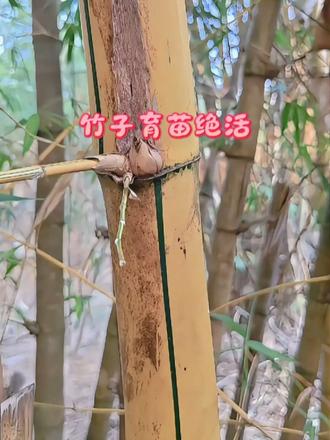 竹子育苗绝活 独特的竹子高空压条教程，学会自己就能培育竹子小苗，园艺爱好者可以试试