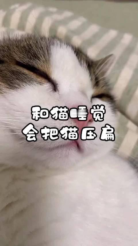 #人睡觉不小心压到小猫#你有睡觉把猫咪压到过吗