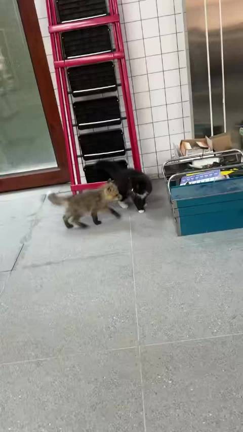 热情的狐狸宝宝和烦它的小猫宝宝  ​​​