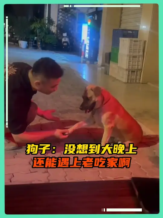 狗子：这大晚上和人类畅聊粑粑的美味程度， 还真是惬意阿