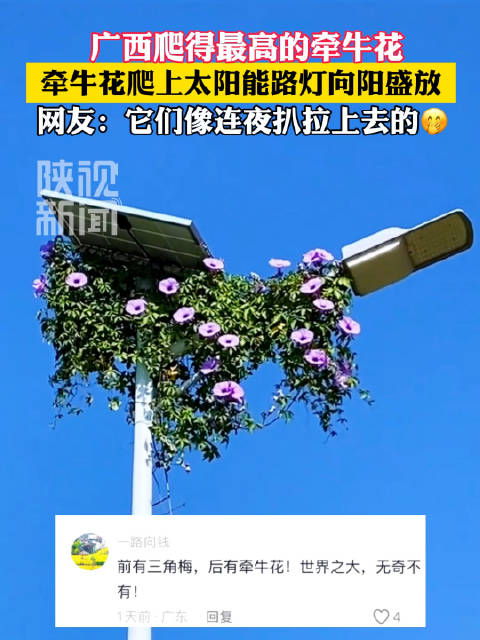 #网友又拍到励志牵牛花#【#励志牵牛花爬上路灯顶向阳盛放】