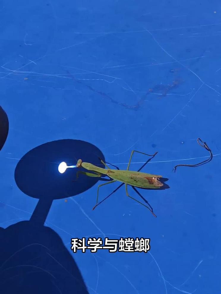 科学研究表明，螳螂头部不怕热