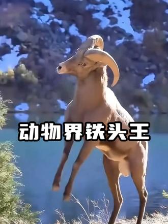 动物界的铁头王，是不是好头一听就知道了