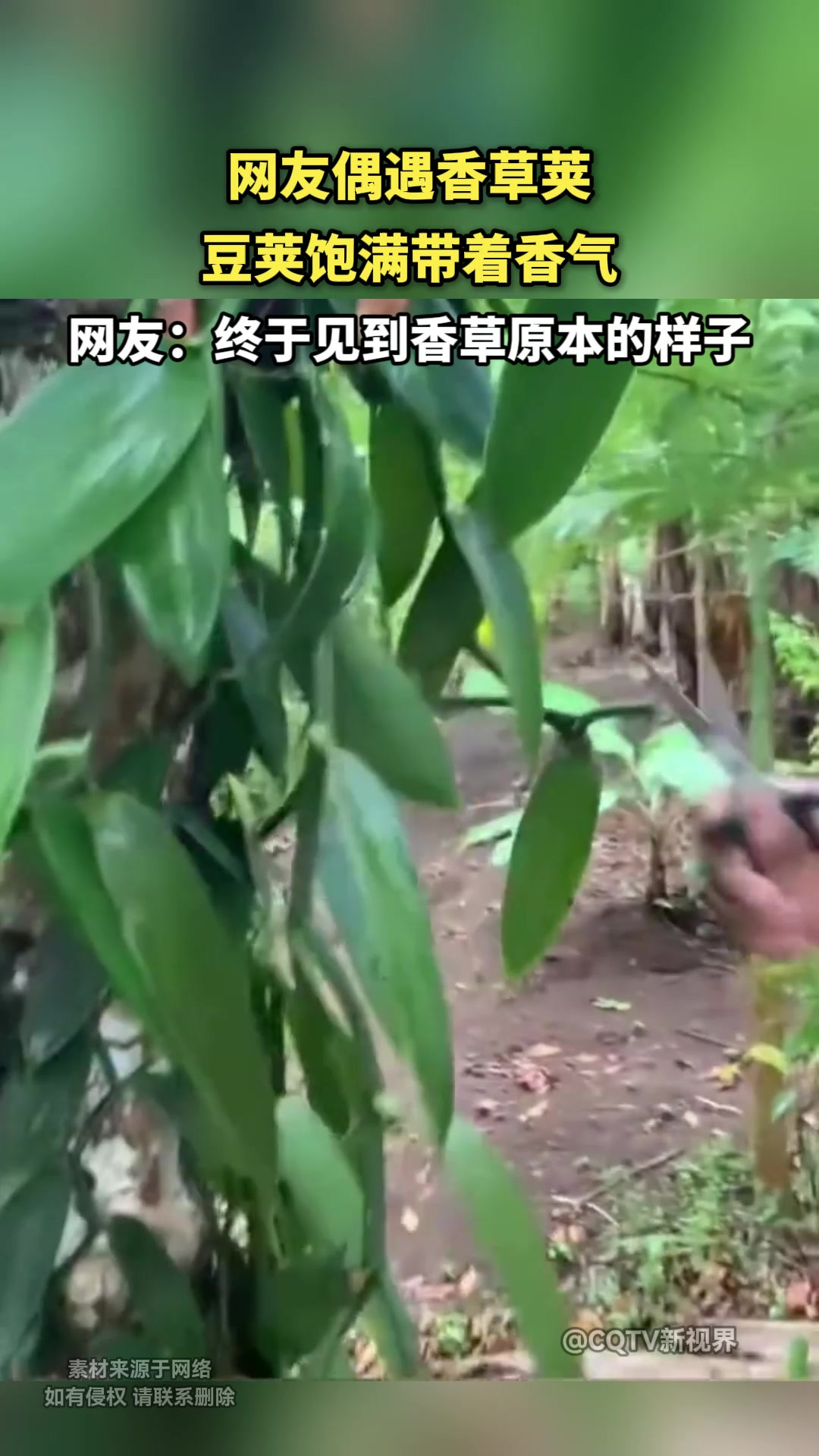 网友偶遇香草荚，豆荚饱满带着香气