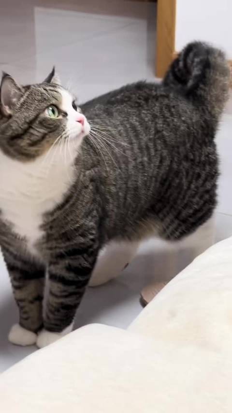 小猫对着妈妈说话的时候声音都温柔了  ​​​