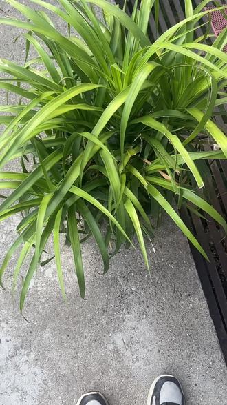 看看这个花是什么花