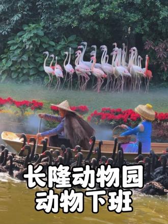 长隆动物园的动物下班五花八门，不敢想在这里上班该有多欢乐   💥
