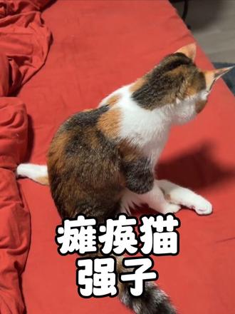 一只狗腿残疾的猫咪，瘫痪的身体却禁锢不住它自由的灵魂
